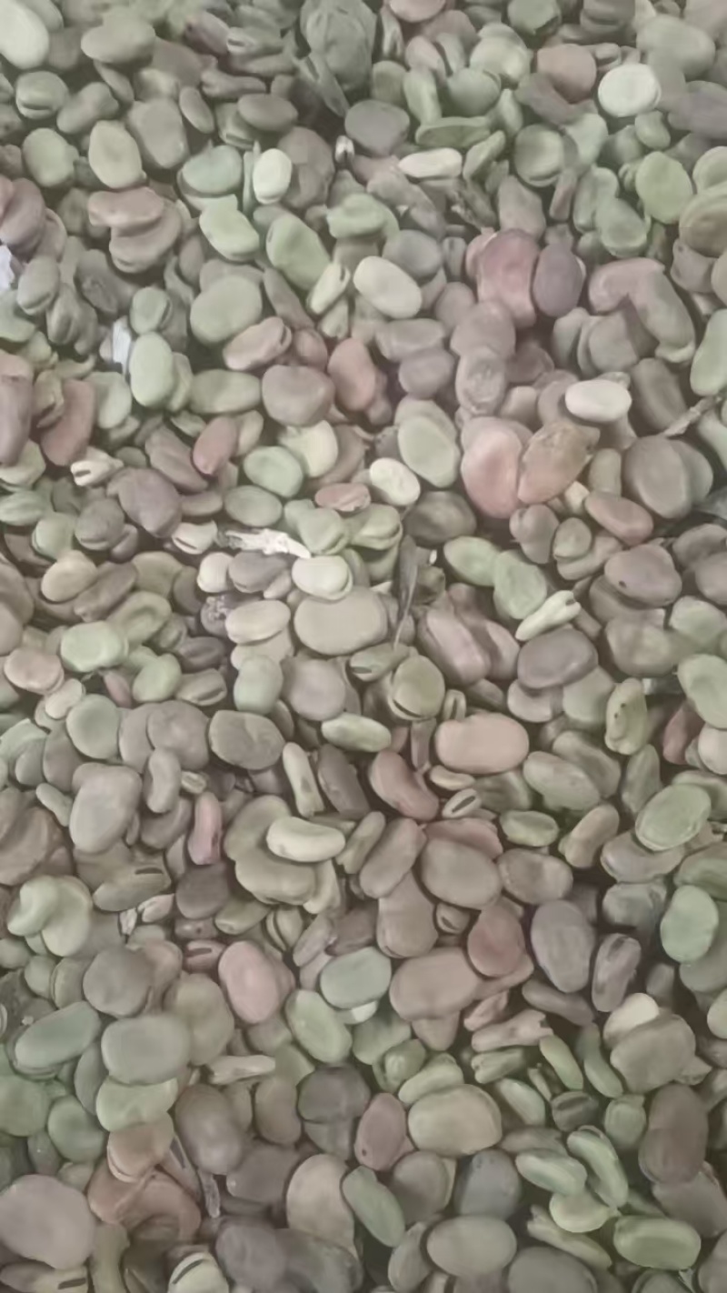 通货蚕豆，价格便宜，保证质量，诚信经营，欢迎光临