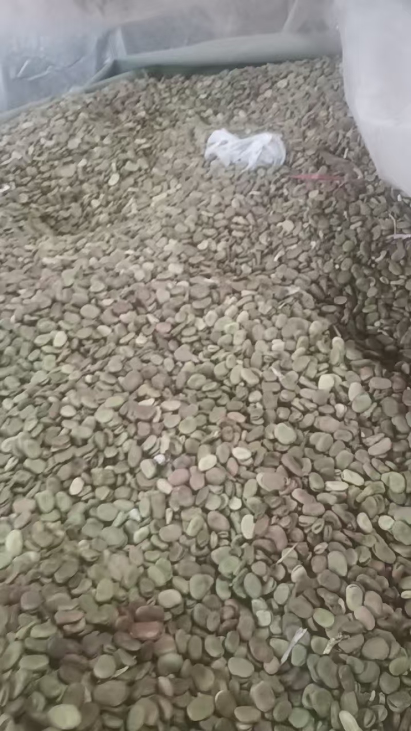 通货蚕豆，价格便宜，保证质量，诚信经营，欢迎光临