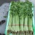 精品香芹