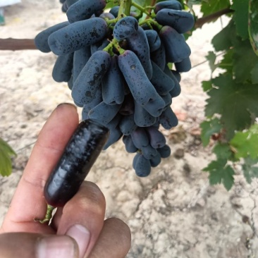 酒泉市金塔县沙漠脆甜，金手指葡萄预售