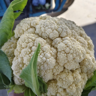 河南菜花松花菜精品有机花，大量现货，产地一手货源，小米花