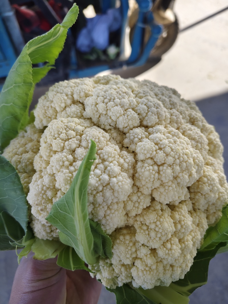 河南菜花松花菜精品有机花，大量现货，产地一手货源，小米花