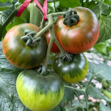 太原本地草莓番茄
