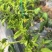 太原本地草莓番茄