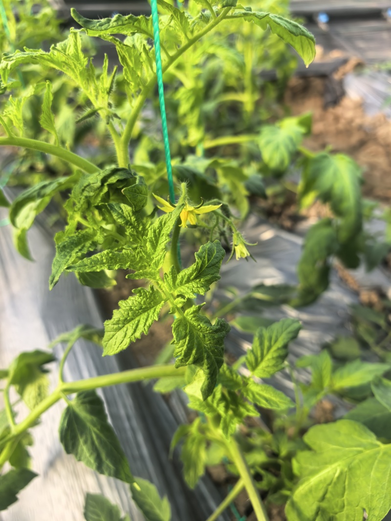 太原本地草莓番茄
