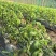 太原本地草莓番茄