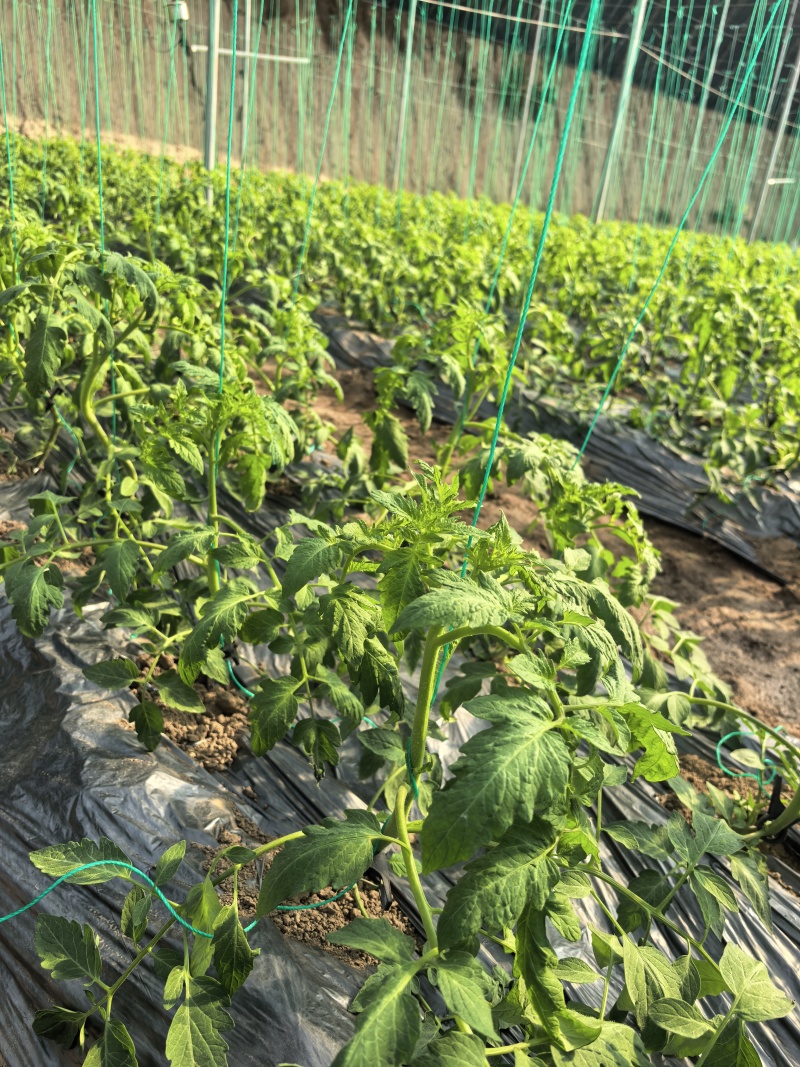 太原本地草莓番茄