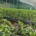 太原本地草莓番茄