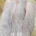 小板牛脾（20公斤）