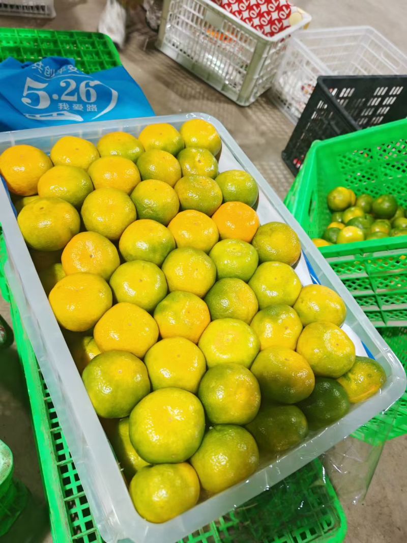 云南高山蜜橘口感好对接电商商超市场批发保质保量