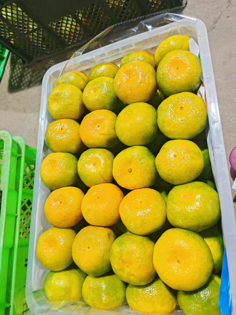 云南高山蜜橘口感好对接电商商超市场批发保质保量