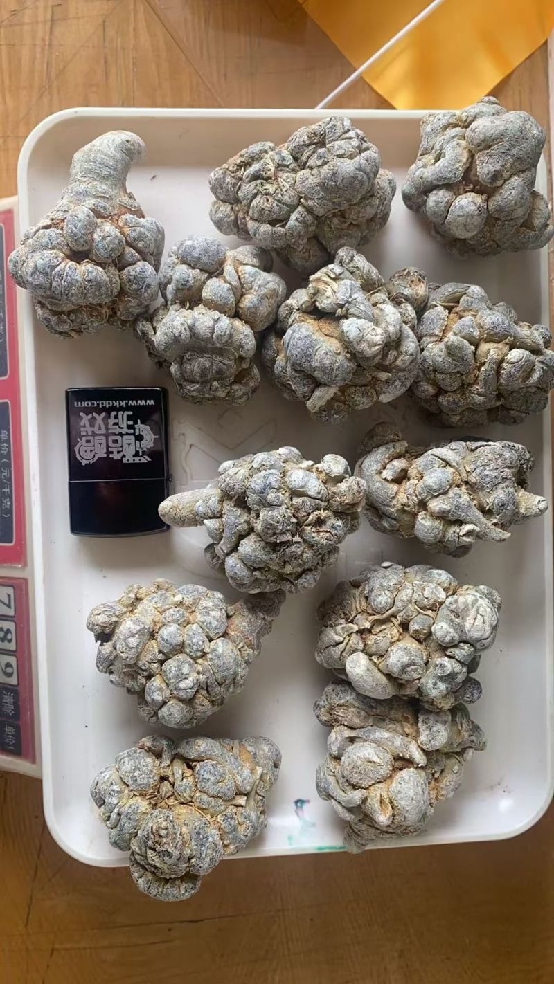 云南文山三七