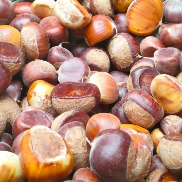 板栗🌰
