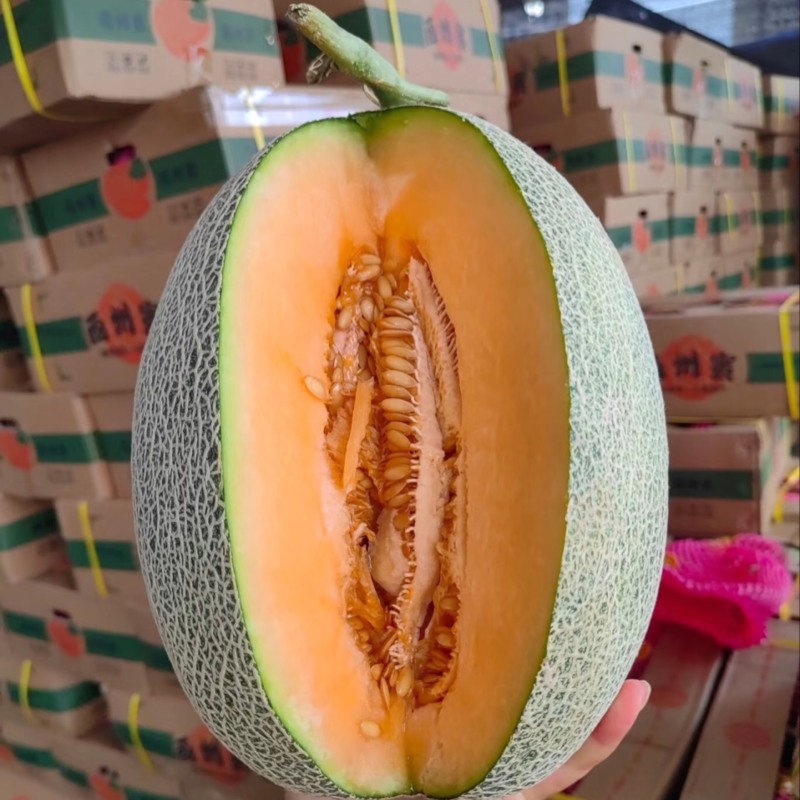 北海哈密瓜广西晓蜜25哈密瓜皮薄多汁基地直发欢迎咨询