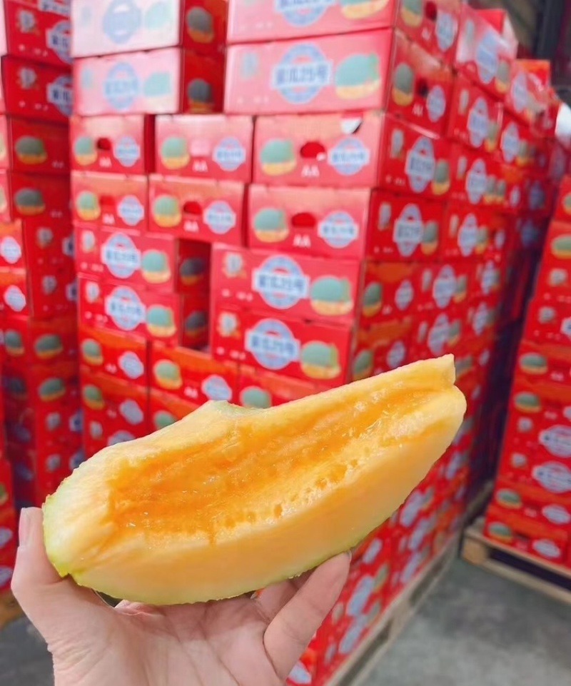 北海哈密瓜广西晓蜜25哈密瓜皮薄多汁基地直发欢迎咨询