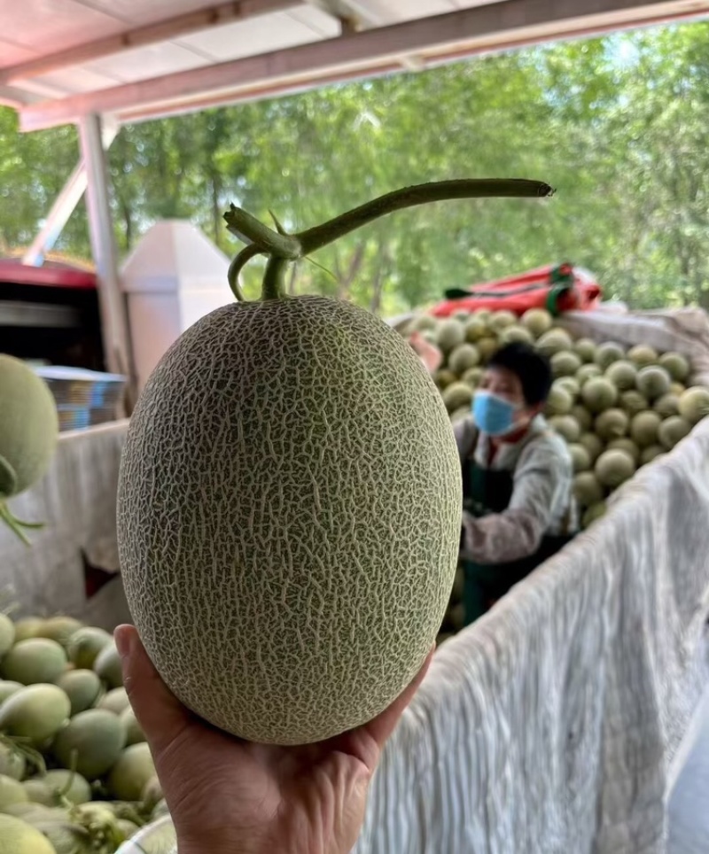 北海哈密瓜广西晓蜜25哈密瓜皮薄多汁基地直发欢迎咨询