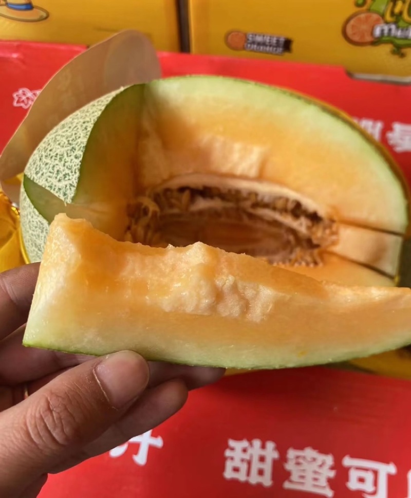 北海哈密瓜广西晓蜜25哈密瓜皮薄多汁基地直发欢迎咨询