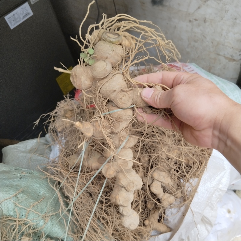 多花姜型黄精