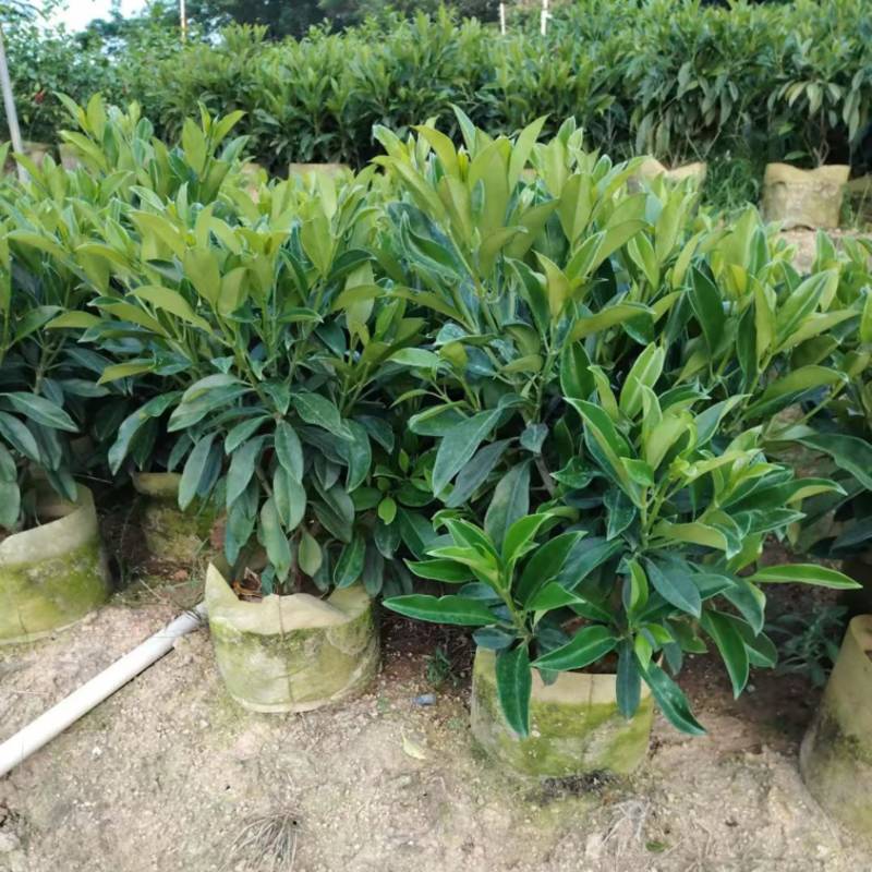 非洲茉莉60～70高大量供应各种规格齐全价优