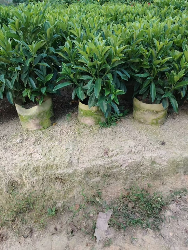 非洲茉莉60～70高大量供应各种规格齐全价优