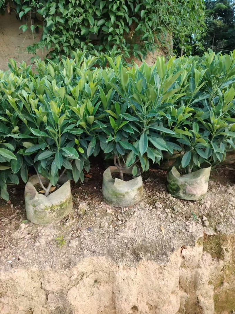 非洲茉莉60～70高大量供应各种规格齐全价优