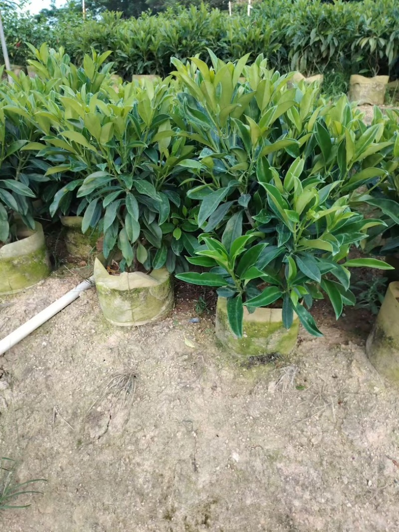 非洲茉莉60～70高大量供应各种规格齐全价优