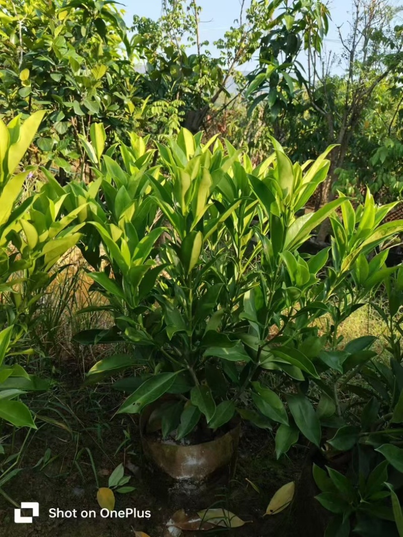 非洲茉莉60～70高大量供应各种规格齐全价优