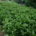 非洲茉莉60～70高大量供应各种规格齐全价优