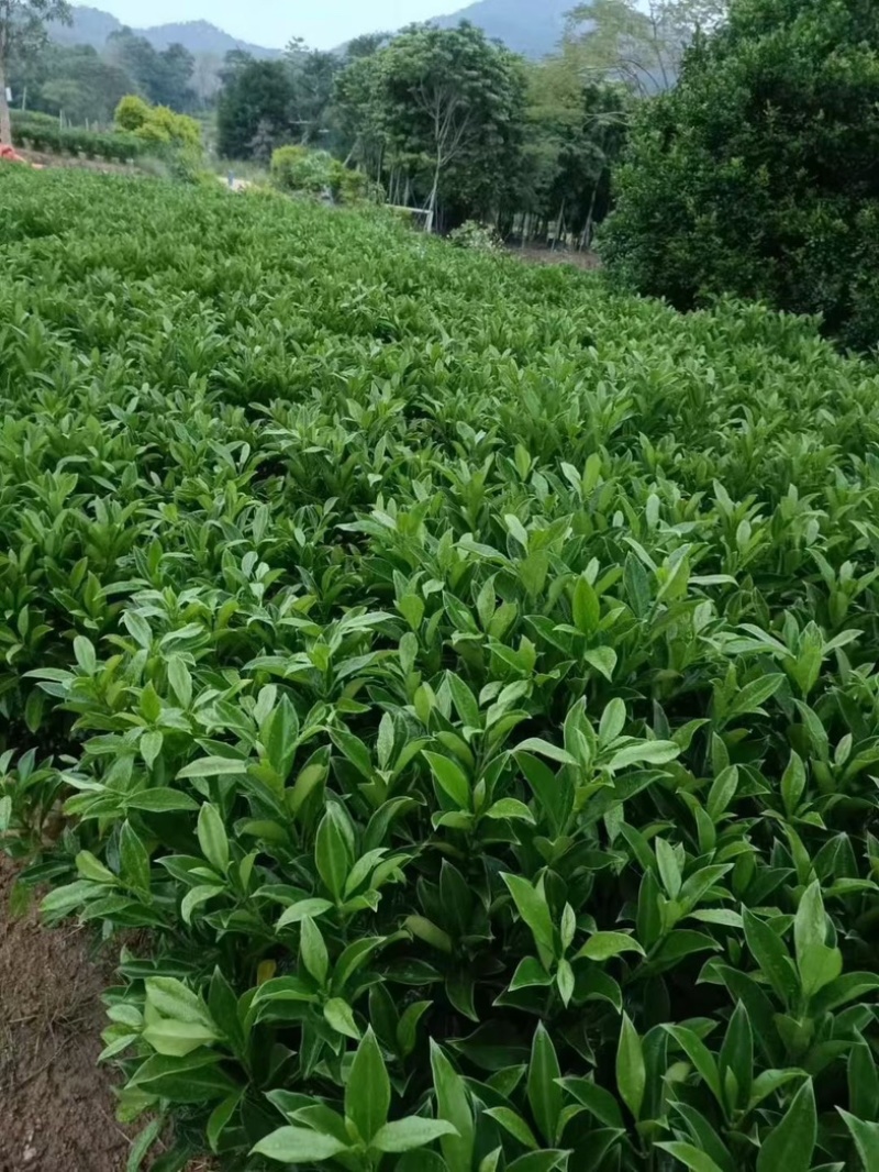 非洲茉莉60～70高大量供应各种规格齐全价优