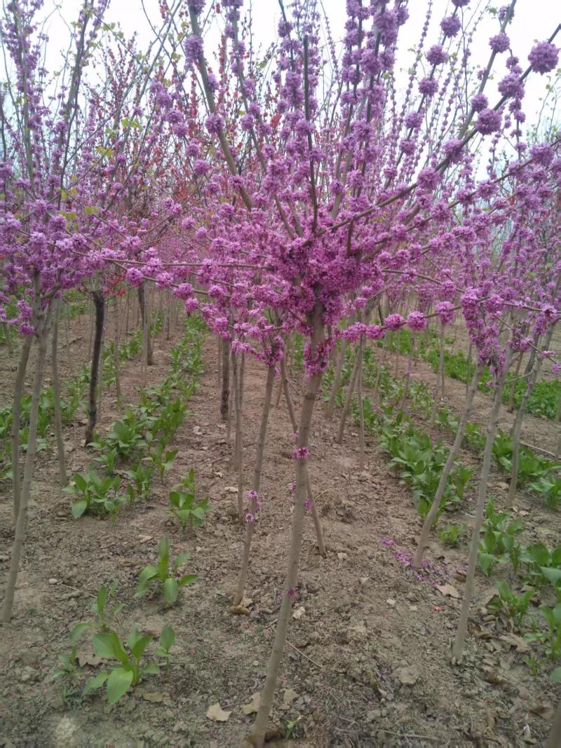 陕西紫荆5~6厘米精品定值紫荆