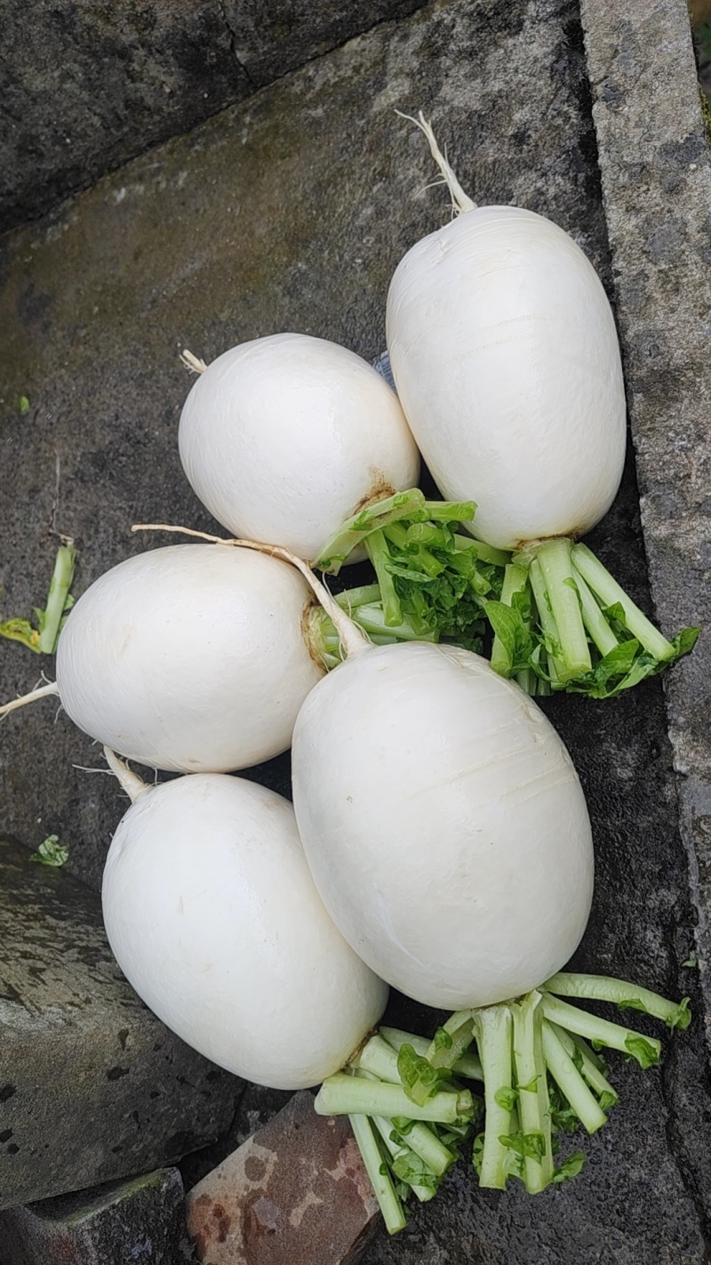 圆根萝卜