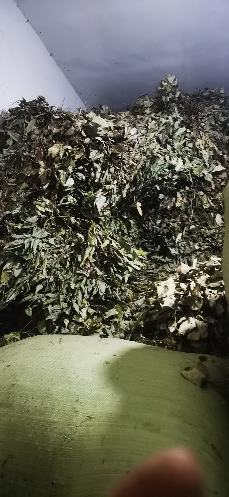 无根淫羊藿