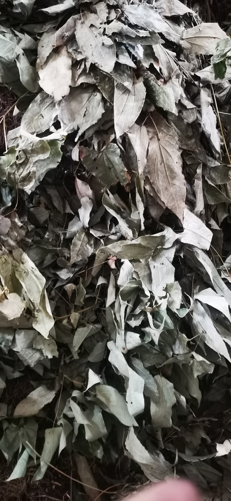 无根淫羊藿