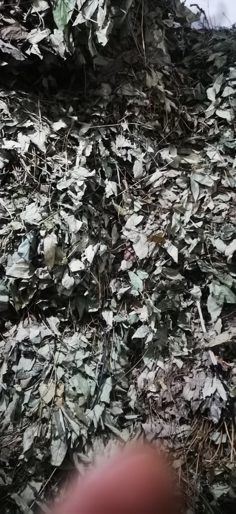 无根淫羊藿