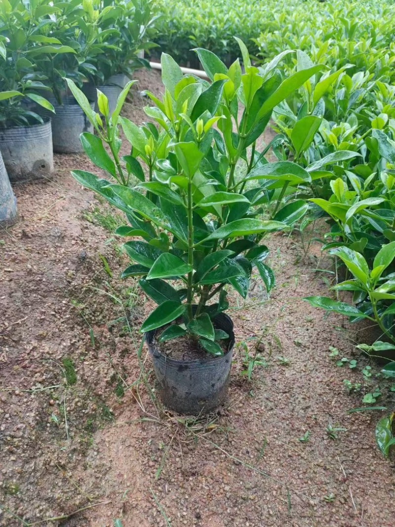 十斤袋非洲茉莉