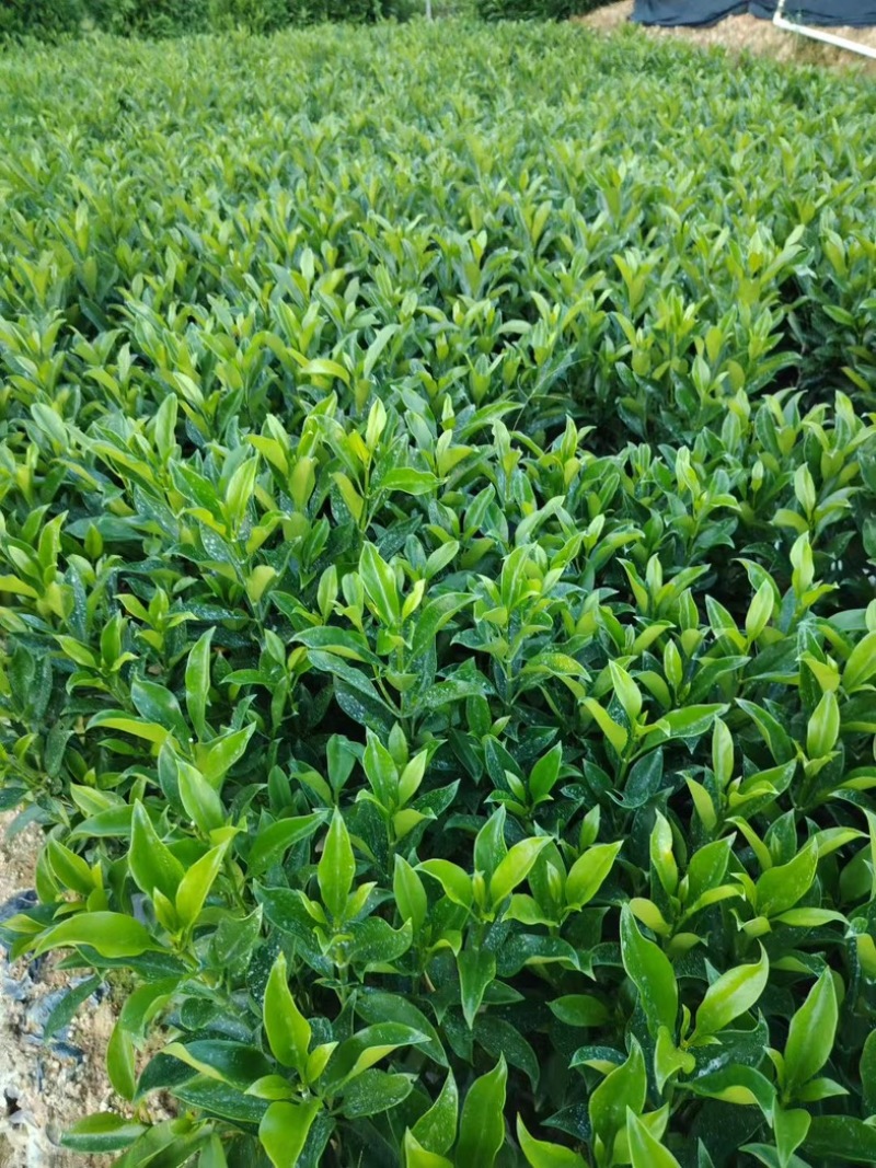 十斤袋非洲茉莉