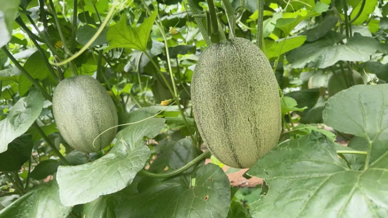 北海哈密瓜广西晓蜜25哈密瓜皮薄多汁基地直发欢迎咨询