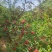 高山新干货大红袍花椒特麻，特香无杂质，无农药，自然生长