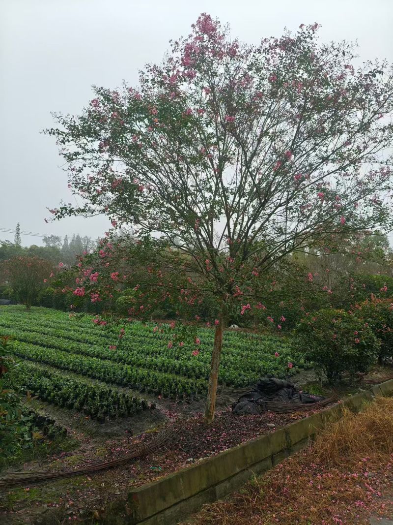紫薇树出售，米径5-12公分低价批发，基地常年直销。