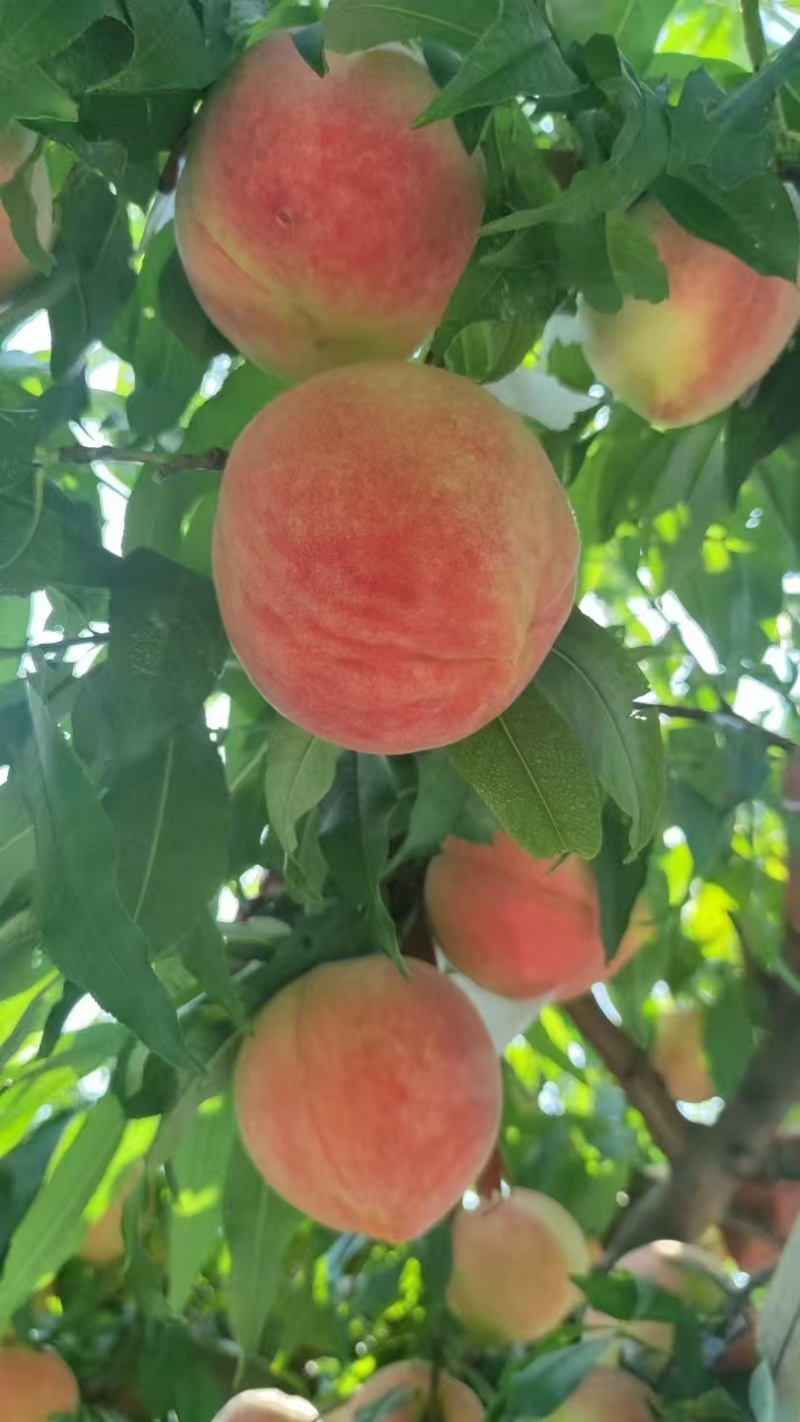 水蜜桃