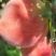水蜜桃