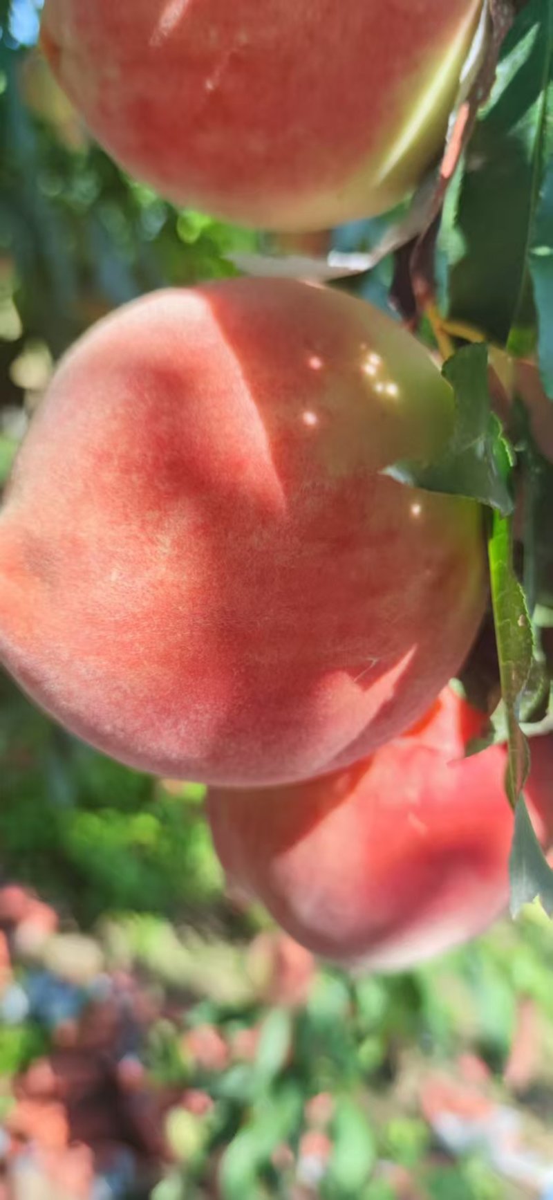 水蜜桃