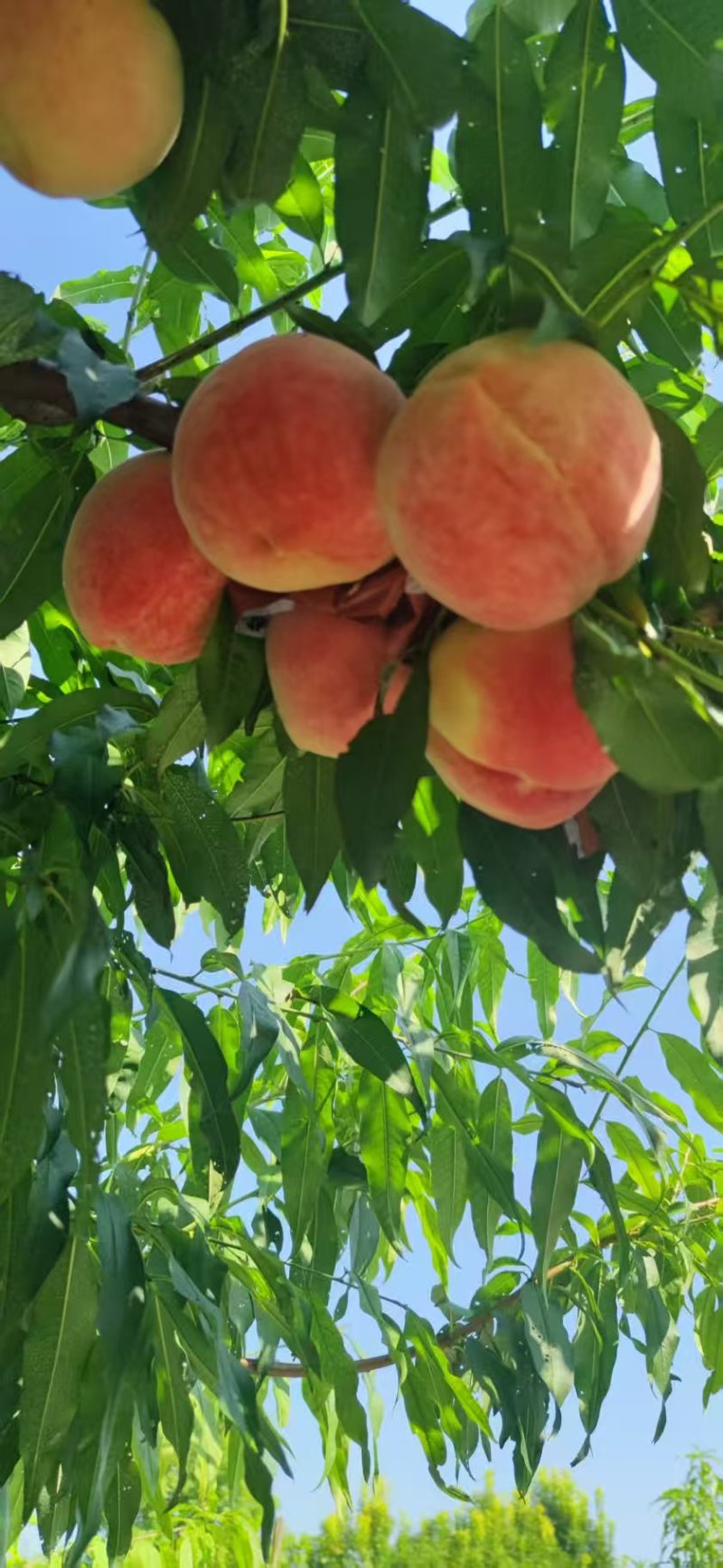 水蜜桃