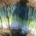 本地长白大葱