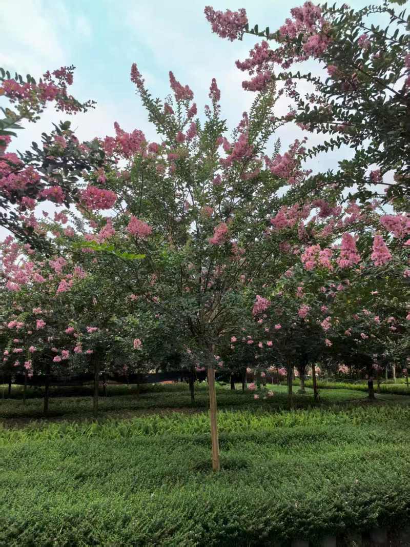 紫薇树出售，米径5-12公分低价批发，基地常年直销。