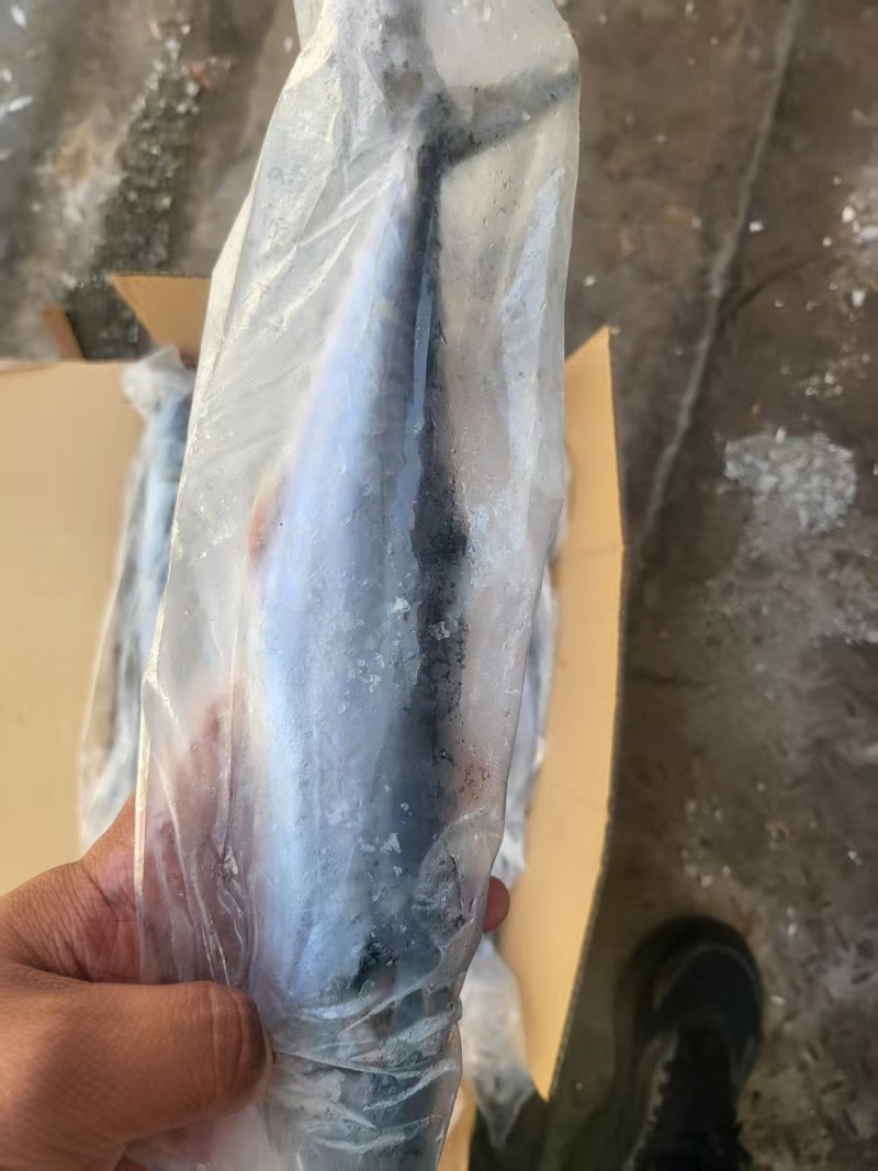 燕鲅鱼