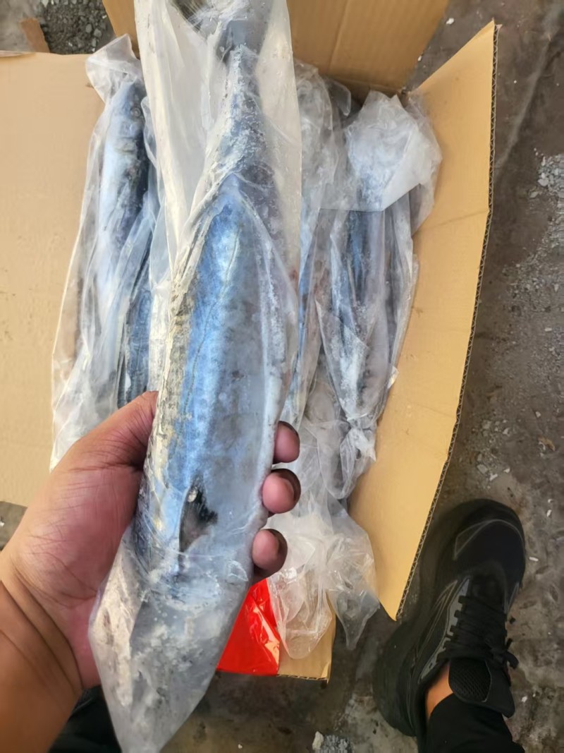燕鲅鱼