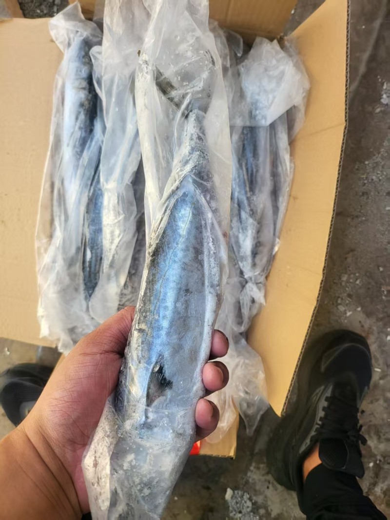 燕鲅鱼