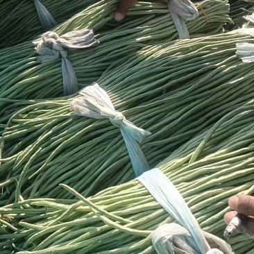 河北长条豆角新鲜上市价格美丽质量好走货快欢迎询价正在热卖