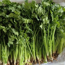 唐山二茬香菜